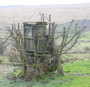 Tree house